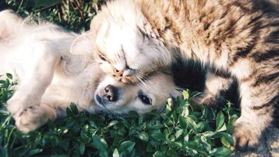 Vacinação de cães e gatos contra Raiva é gratuita