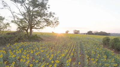 Cuidados com a saúde durante a primavera