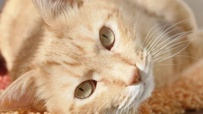 Mitos, verdades e vantagens em torno da castração de animais