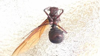 Formigas tornam-se iguaria em Cosmópolis