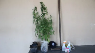 Guarda Municipal encontra 7 pés de maconha plantados em área canavieira