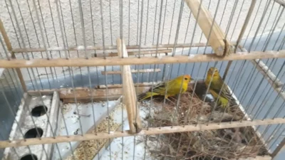 Servente é detido com ‘Canários da Terra’ engaiolados