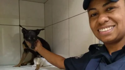 Cadela com sérios ferimentos é resgatada pela Guarda Municipal