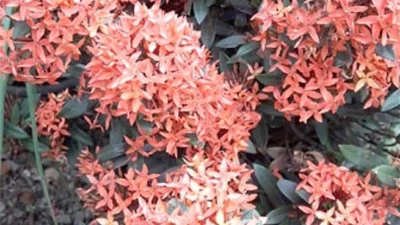 Quais as melhores flores para a primavera?