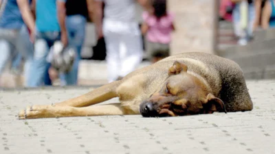 Voluntários enfrentam problemas no fornecimento de abrigo para animais abandonados
