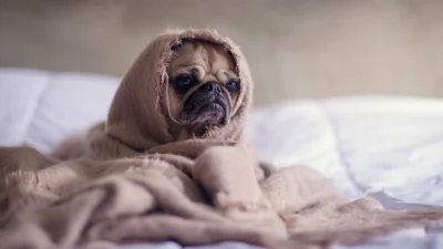 Tosse canina pode afetar o sistema respirátorio