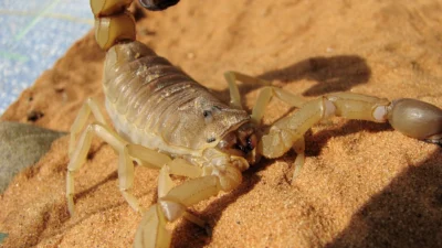 Cosmópolis está infestado por escorpiões? Entenda o que realmente está acontecendo