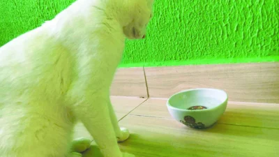 Alta temperatura pede cuidados especiais com os animais de estimação