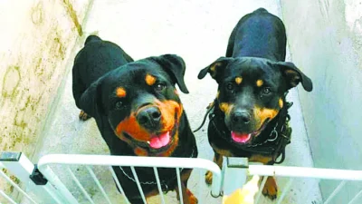 Corte estético de orelha e rabo em animais é mutilação