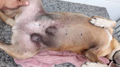 Tumores de mamas em animais são muito comuns