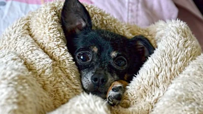 Garanta a saúde do seu animal durante o período de frio