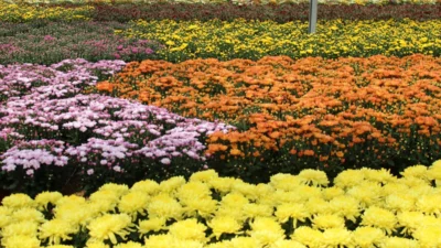 Produtores abrem estufas de flores e plantas para turistas no próximo fim de semana