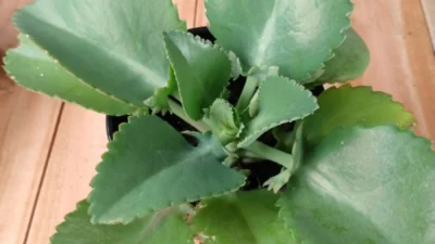 Floricultura de Cosmópolis doa plantas que ajudam no combate ao Câncer
