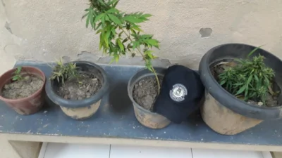 GM apreende pequena ‘plantação’ de maconha