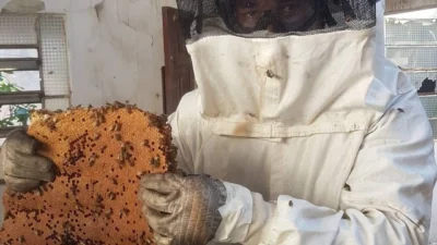 Enxame de abelhas tumultua o Centro de Cosmópolis e mata família de gatos
