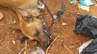 Cachorro é encontrado dentro de saco de lixo à beira da morte