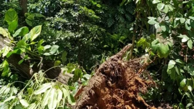 Defesa Civil realiza operação Faça Chuva – Faça Sol com podas preventivas