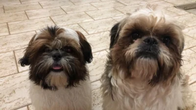 Os xodós Hanna e Frederico