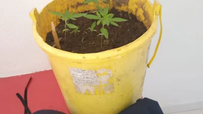 ‘Pé de maconha’ é localizado em residência no Beto Spana