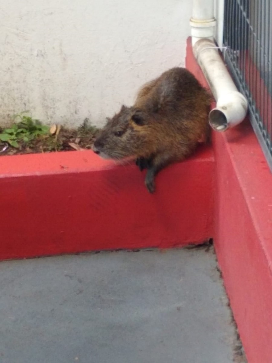 RATÃO DO BANHADO, O MAIOR RATO QUE JÁ VI!