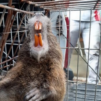 Rato banhado é encontrado no centro de Ibiporã 