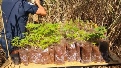 GM apreende cultivo de maconha às margens da represa