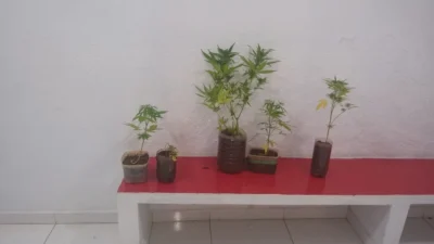 Cinco pés de maconha são apreendidos no bairro Cidade Alta