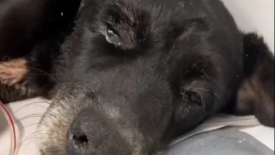 Cachorro é salvo de ser enterrado vivo em Cosmópolis