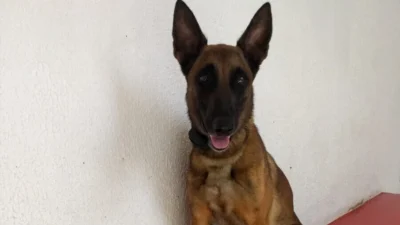 Mais drogas são apreendidas na Rua Bruna Monteoliva sem suspeito pelo local