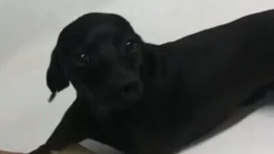 Polícia Civil intervém em caso de maus-tratos e cachorrinho é resgatado
