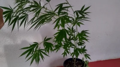 Pé de maconha é apreendido pela Guarda Municipal