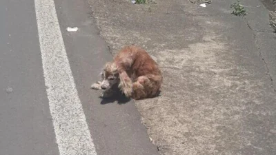 Cãozinho abandonado é resgatado por Policiais Militares