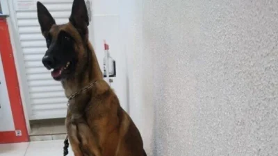 Cadela Luma encontra entorpecentes no Rosamélia II