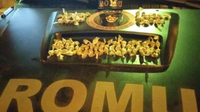 Polícia Municipal faz apreensão de 104 buchas de maconha