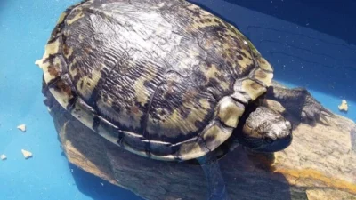 Meu animal, meu xodó