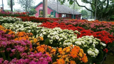Dia dos Namorados já supera a expectativas com a venda de flores e plantas