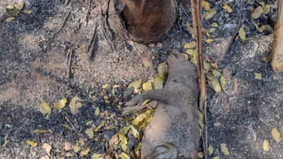 Incêndio destrói ‘Horto da Usina’ e mata animais na região do Saltinho