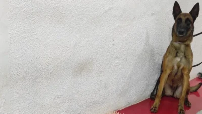 Cadela Luma localiza sacola cheia de entorpecentes em telhado