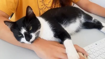 Meu animal, meu xodó