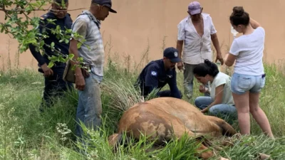 Cavalo sai em disparada e bate em traseira de carro