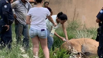 Cavalo ‘Mosquito’ não resiste e é sacrificado