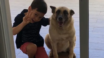 Meu animal, meu xodó