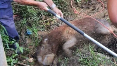 Defesa Civil captura capivara que ‘passeava’ pela cidade