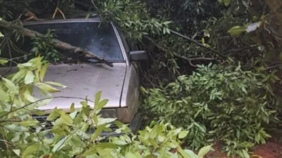 Chuva e vento derrubam árvores e causam estragos pela cidade