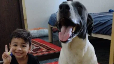 Meu animal, meu xodó