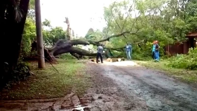 Árvore de grande porte cai e compromete passagem por rua no Uirapuru