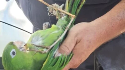 Defesa Civil resgata Maritaca presa no alto de árvore