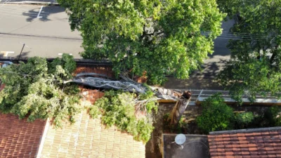 Defesa Civil retira coqueiro e árvore que caíram sobre prédio durante temporal