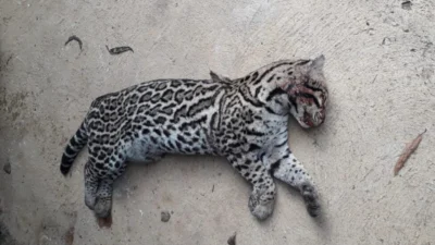 Defesa Civil recolhe jaguatirica morta atropelada na Rodovia SP 332