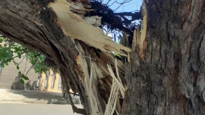 Tronco de árvore que caiu na Rua Antonio Carlos Nogueira estava ‘podre’